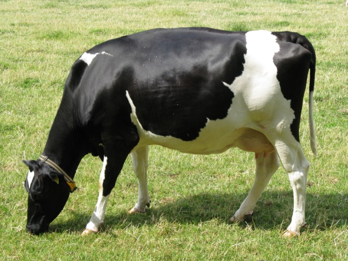 How Much Forage Does a Dairy Cow Consume Each Day? 3494-b8fe-8fcc