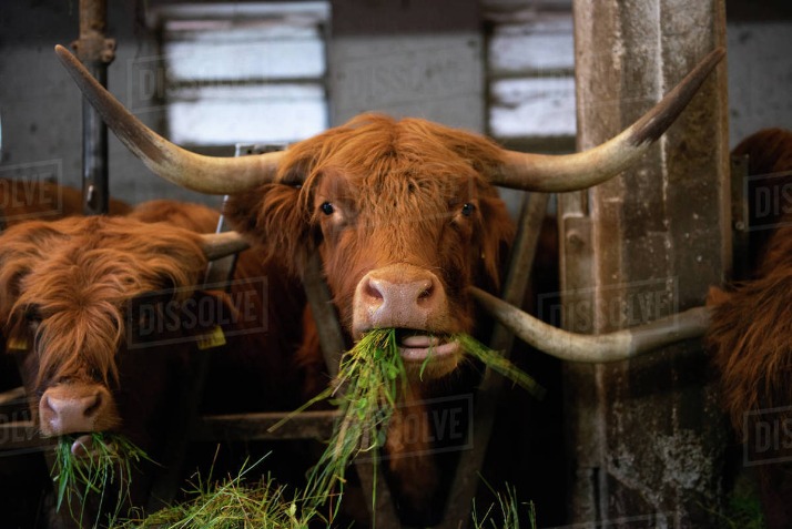 How Do Animals Gain Protein by Eating Grass? Pets on Mom com 66ad-b3bb-bf44