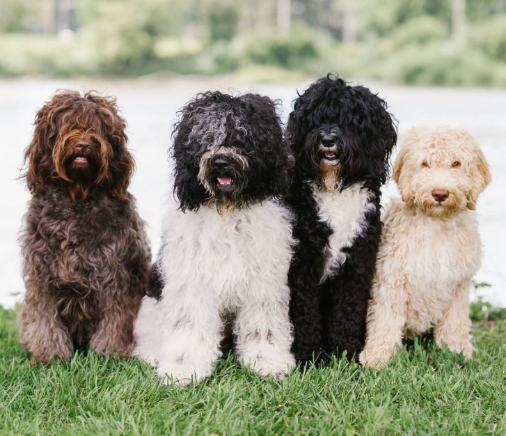 The Unique and Lovable Barbet Dogs 20b1-8059-911c