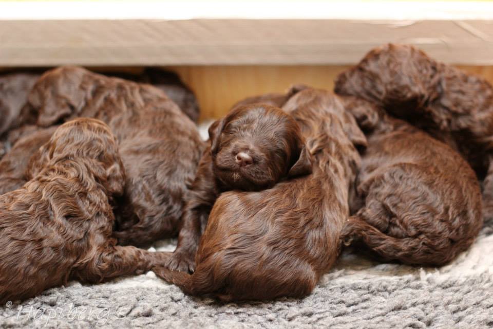 The Joy of Bringing Home Barbet Puppies 2e73-9e27-b2d4