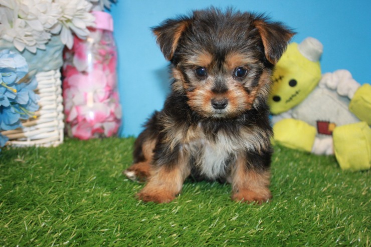 Welcome to the Wonderful World of Puppies a30e-a2d6-a40a